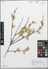 Foto von Salix atrocinerea Brot.